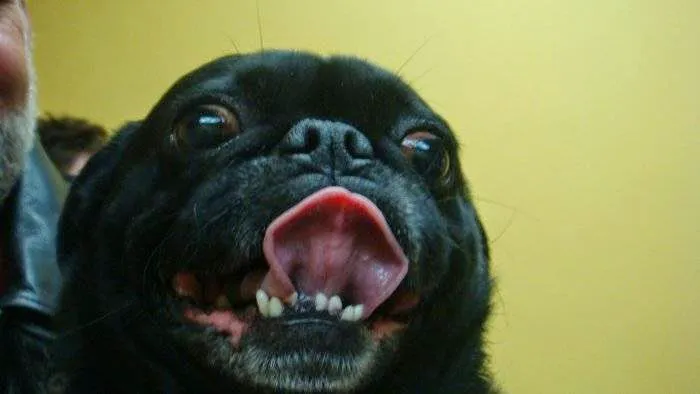 VCA Animal Care Center Picture 6