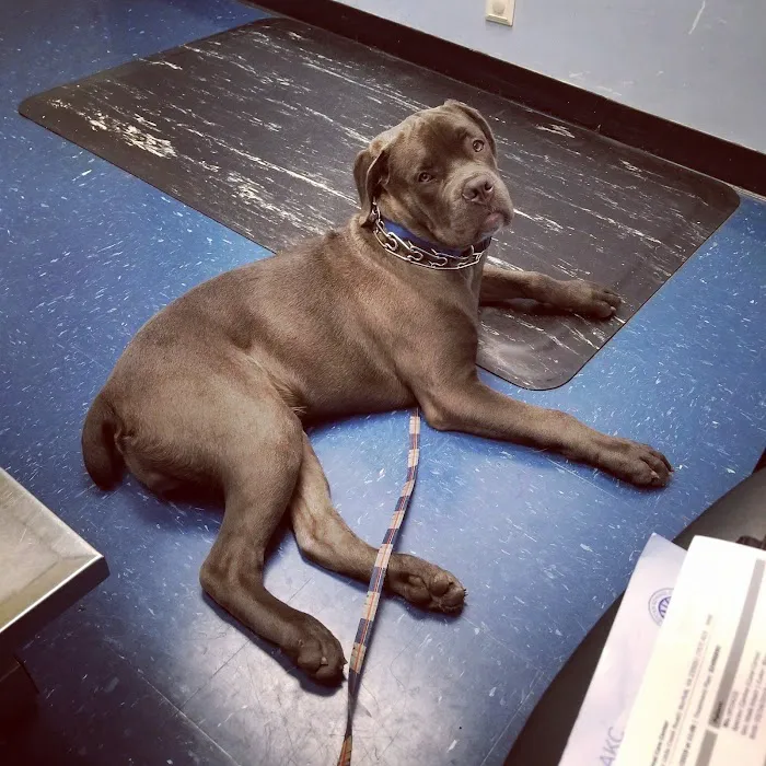 VCA Animal Care Center Picture 7