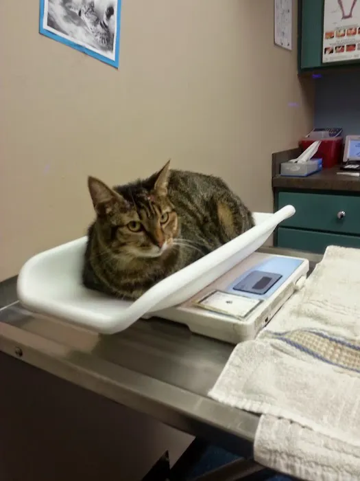 VCA Animal Care Center Picture 5
