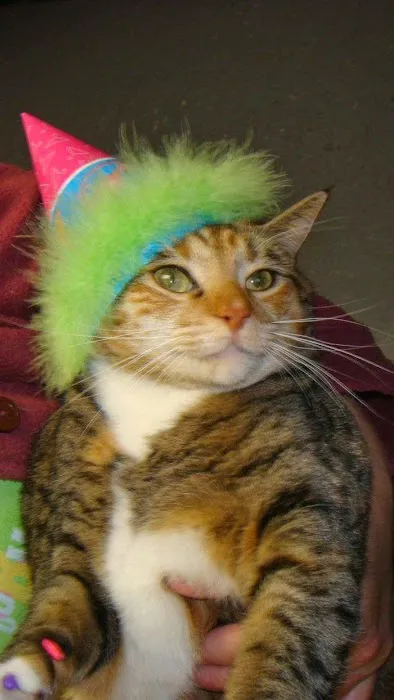 VCA Animal Care Center Picture 8