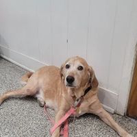 Friendship Veterinary Clinic ico