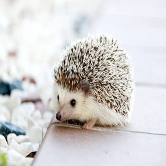 Friendship Veterinary Clinic Picture 8