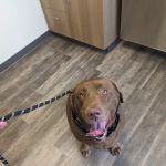 Midway Veterinary Hospital