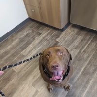 Midway Veterinary Hospital ico