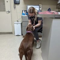VRA FT. Liberty: Norfolk Veterinary Branch ico