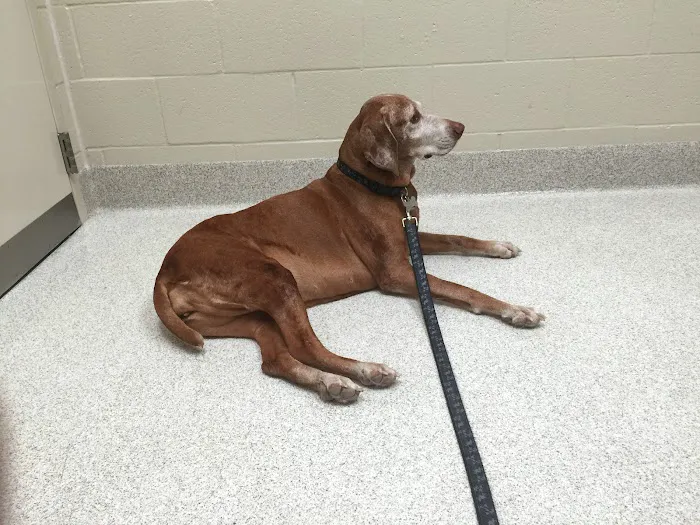 VRA FT. Liberty: Norfolk Veterinary Branch Picture 10