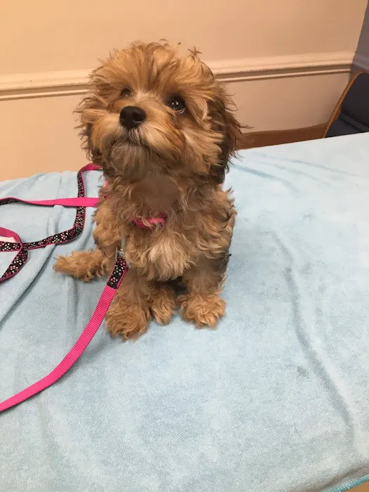Dog & Cat Hospital Picture 3
