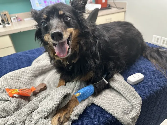 Dog & Cat Hospital Picture 10