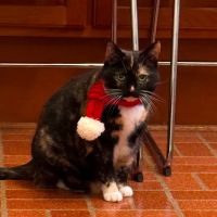 Dog & Cat Hospital ico