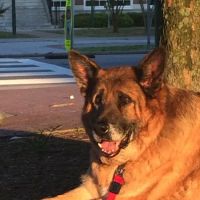 West Animal Clinic ico