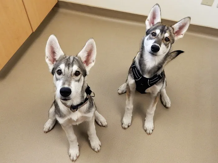 Ghent Veterinary Hospital Picture 10