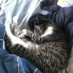 The Vets - At Home Pet Care LA