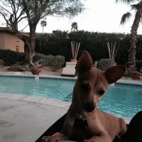 Rancho Park Veterinary Clinic ico