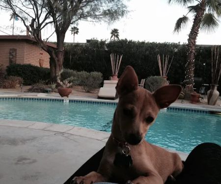 Rancho Park Veterinary Clinic