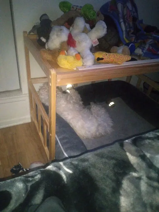 Dr Shipp's Animal Hospital Picture 3