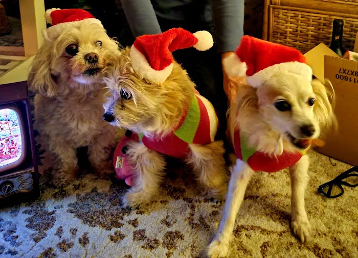 Beverly Hills Small Animal Hospital - John Winters DVM Picture 3