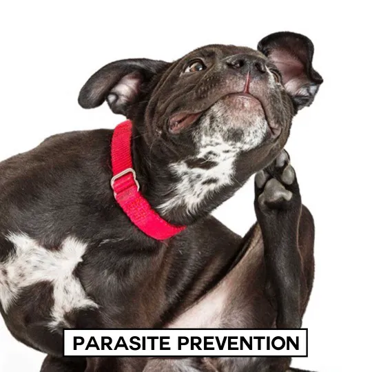 Aristide, Mobile Veterinarian Picture 10