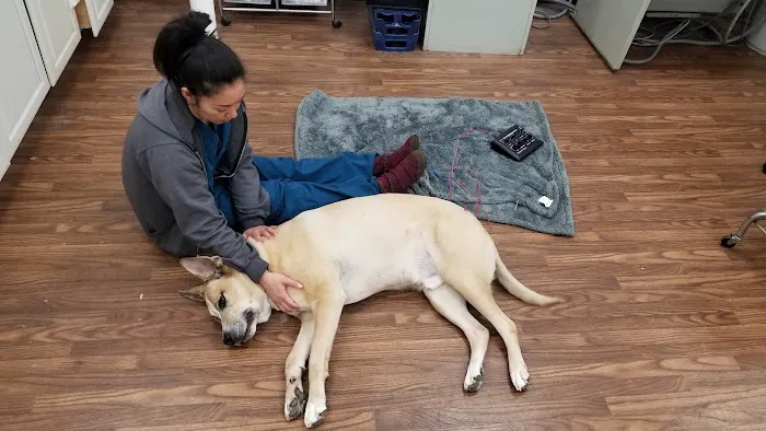 Pet Clinic Picture 3