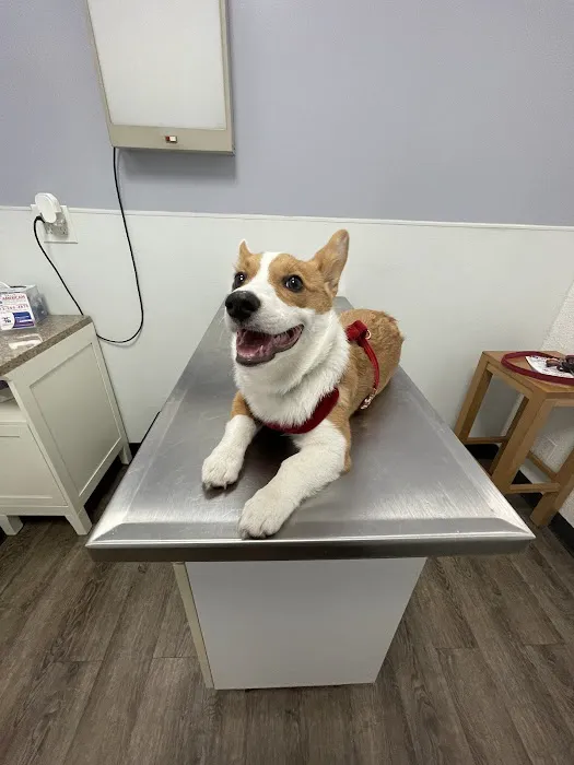 American Veterinary Services Picture 7
