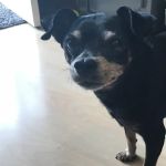 Fox Hills Animal Hospital