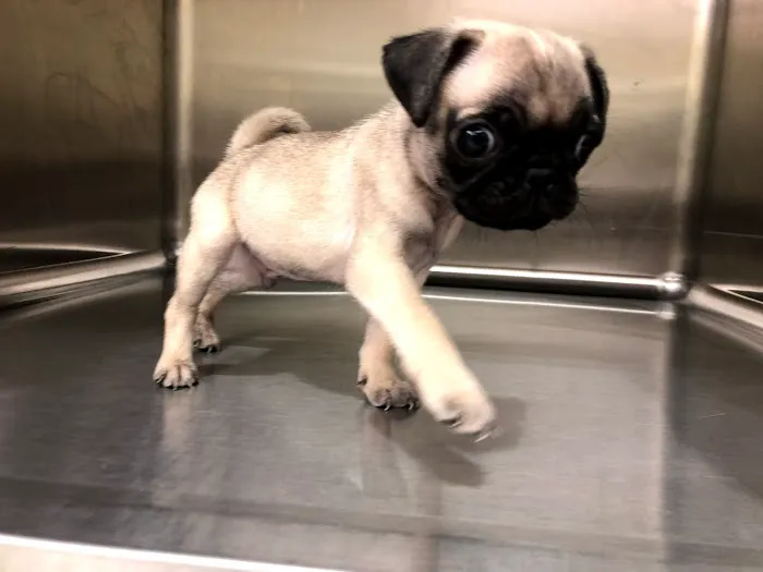My Vet and Pets Drive-Thru Veterinary Clinic Picture 1