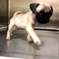 My Vet and Pets Drive-Thru Veterinary Clinic ico