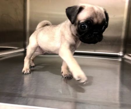 My Vet and Pets Drive-Thru Veterinary Clinic