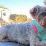 Vetco Vaccination Clinic