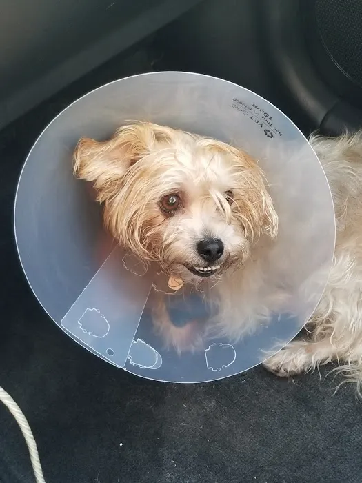 Banfield Pet Hospital Picture 1