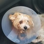 Banfield Pet Hospital