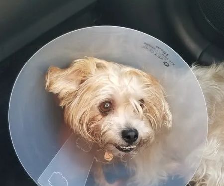 Banfield Pet Hospital