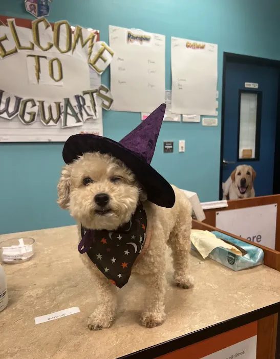 Banfield Pet Hospital Picture 4