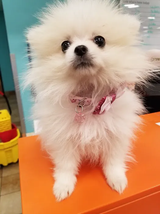 Banfield Pet Hospital Picture 6