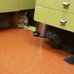 Brent-Air Animal Hospital