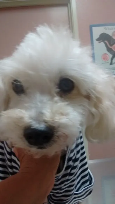 Florence Pet Clinic Picture 1