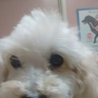 Florence Pet Clinic ico