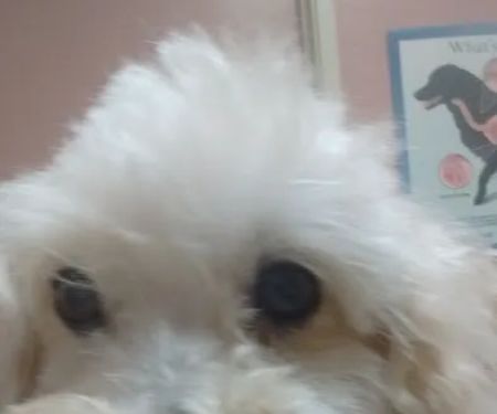 Florence Pet Clinic