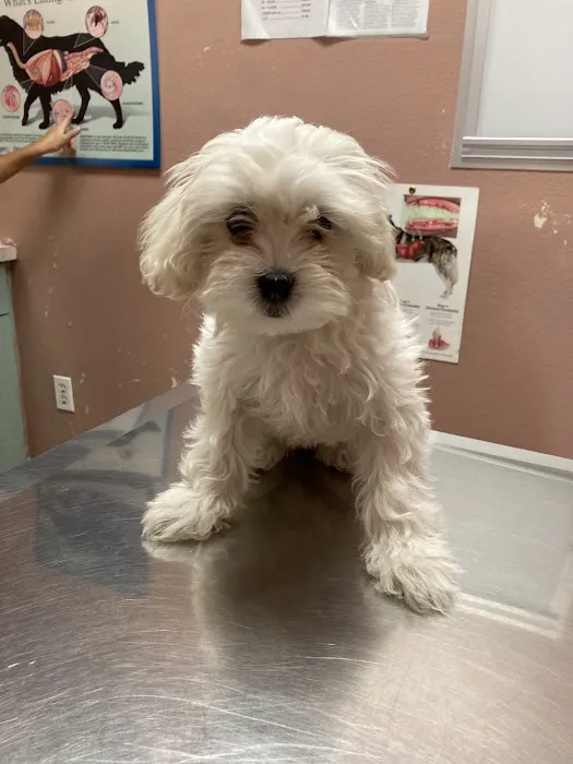 Florence Pet Clinic Picture 6