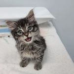 Overland Veterinary Clinic