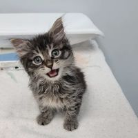 Overland Veterinary Clinic ico
