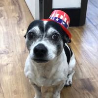 Let's MoVET Mobile Veterinary Care ico