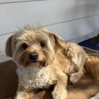 Sepulveda Animal Hospital ico