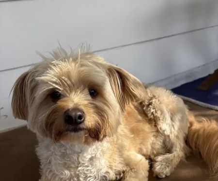 Sepulveda Animal Hospital