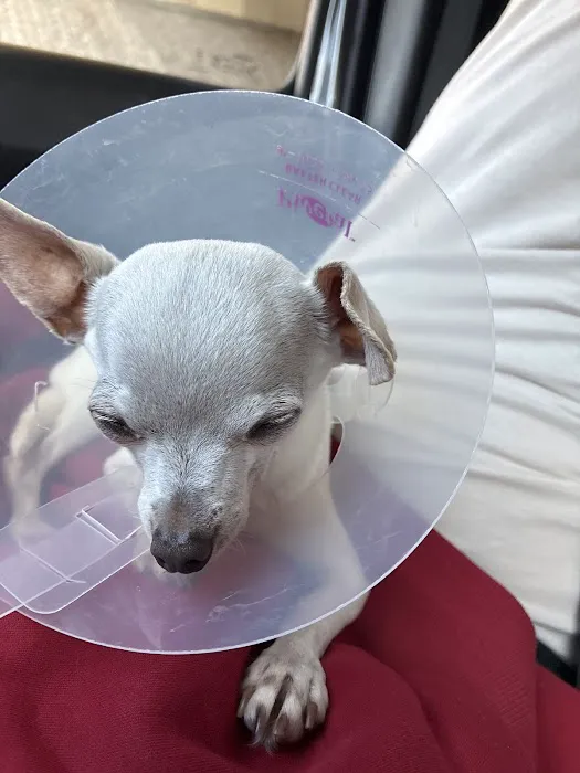 Pasadena Veterinary Urgent Care Picture 2