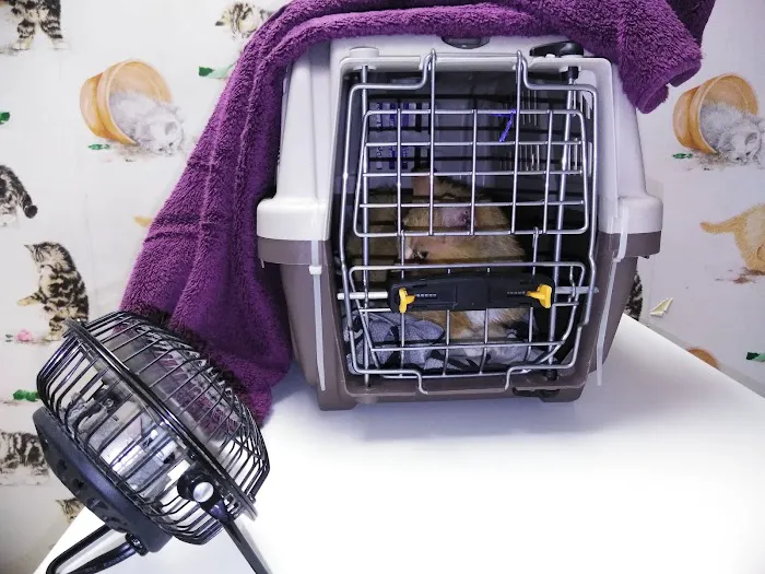Whiskers To Tails Cat Hospital Picture 7