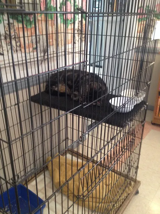 Whiskers To Tails Cat Hospital Picture 3