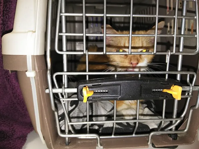 Whiskers To Tails Cat Hospital Picture 6