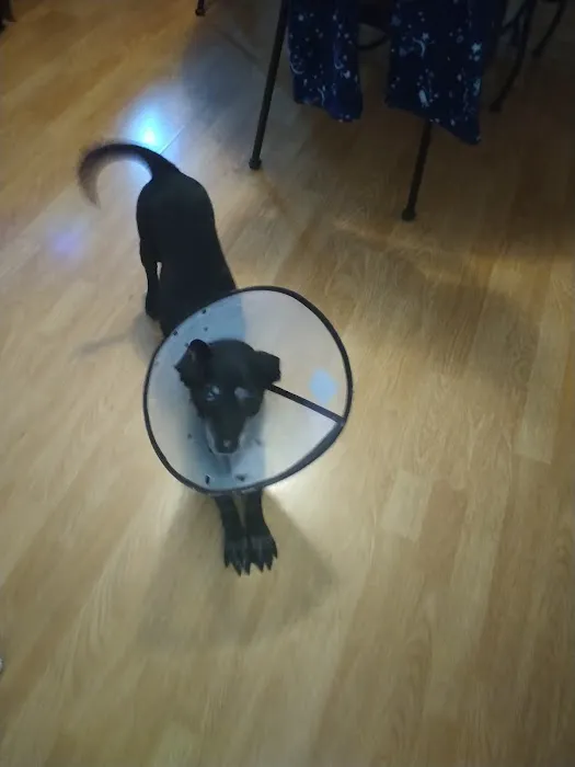 Banfield Pet Hospital Picture 8