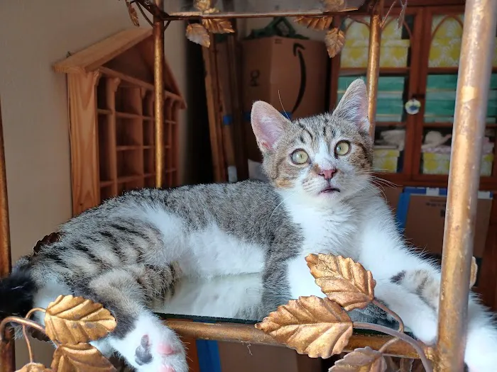 Encanto Animal Hospital Picture 7