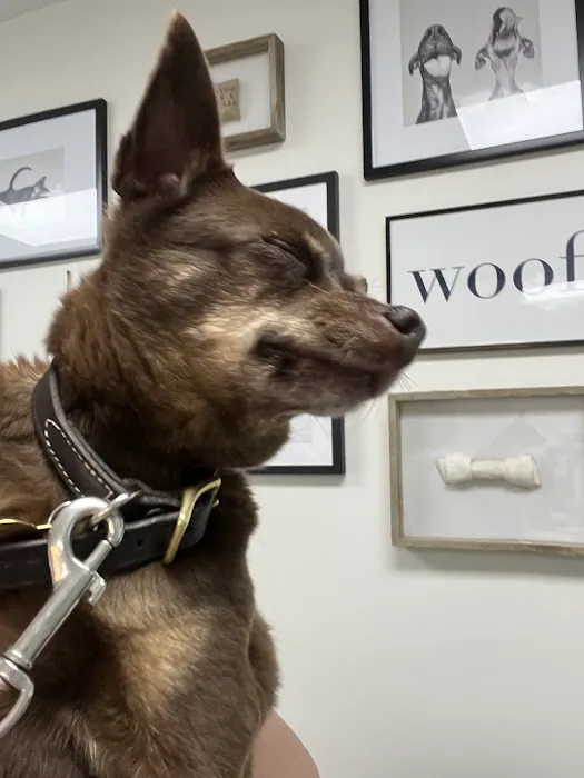 Encanto Animal Hospital Picture 1